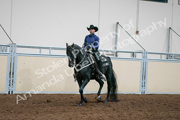 2020 - AB Morgan Horse - Sun, Sept 06 - 07591