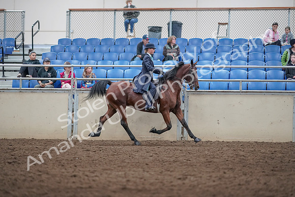 2019 Morgan Horse Show - Aug 31, 2019 - 09545
