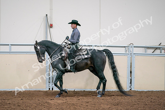 2020 - AB Morgan Horse - Fri, Sept 04 - 08552