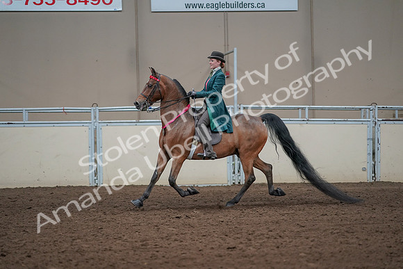 2019 Morgan Horse Show - Sept 01, 2019 - 13480