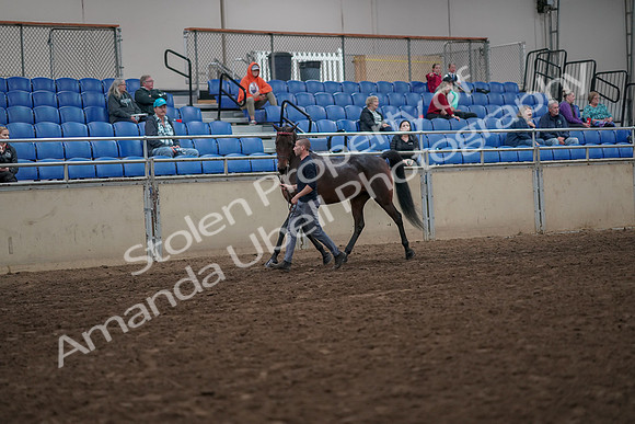 2019 Morgan Horse Show - Aug 31, 2019 - 03939