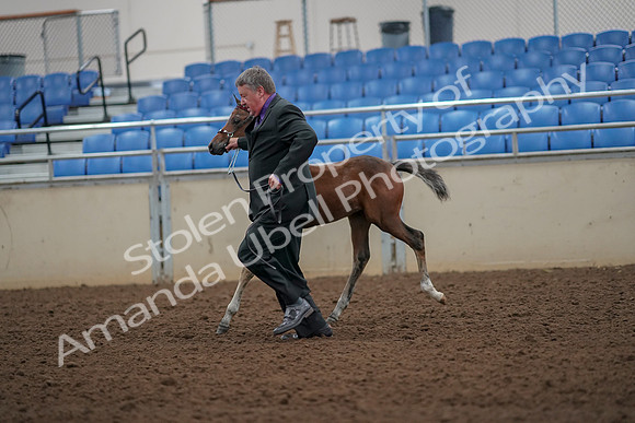 2019 Morgan Horse Show - Aug 30, 2019 - 24671