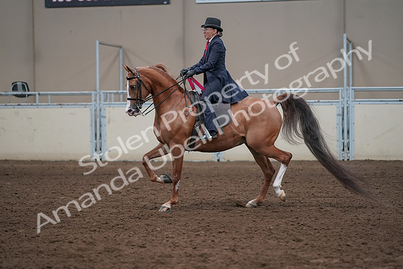 2019 Morgan Horse Show - Sept 01, 2019 - 12138