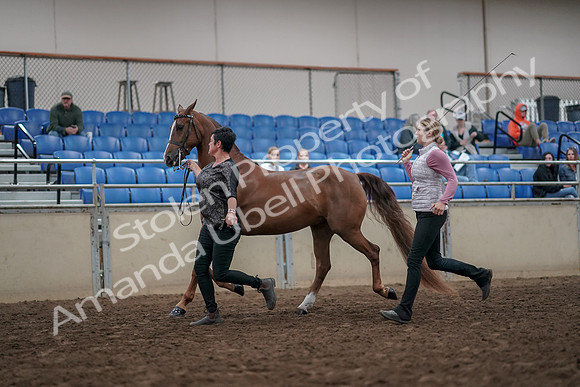 2019 Morgan Horse Show - Aug 31, 2019 - 03628