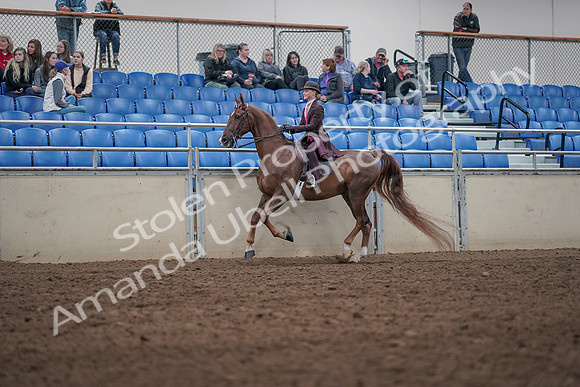 2019 Morgan Horse Show - Aug 31, 2019 - 20620