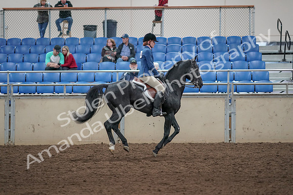 2019 Morgan Horse Show - Aug 31, 2019 - 07533