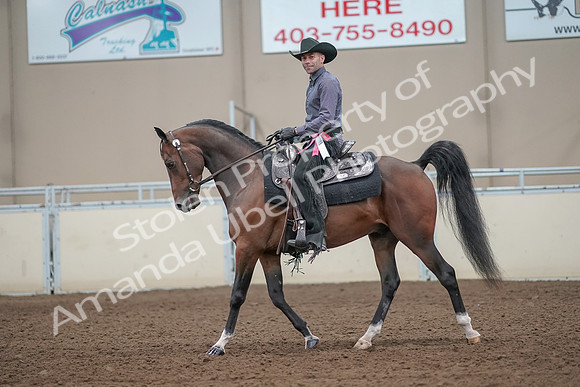 2019 Morgan Horse Show - Aug 31, 2019 - 06294