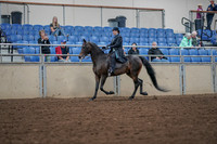 Class 019 - Morgan Classic Pleasure Saddle  Junior Limit Horse