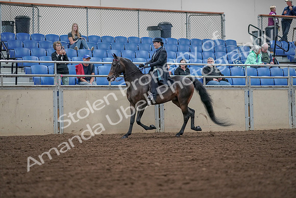 2019 Morgan Horse Show - Aug 30, 2019 - 15282