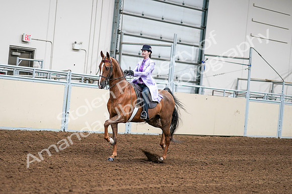 2020 - AB Morgan Horse - Fri, Sept 04 - 04905