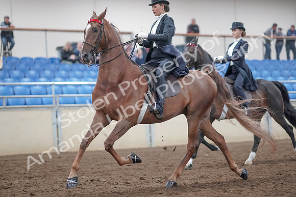2019 Morgan Horse Show - Aug 31, 2019 - 20532
