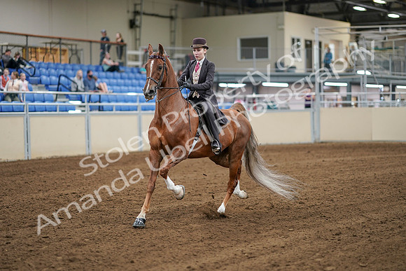 2020 - AB Morgan Horse - Sat, Sept 05 - 06279