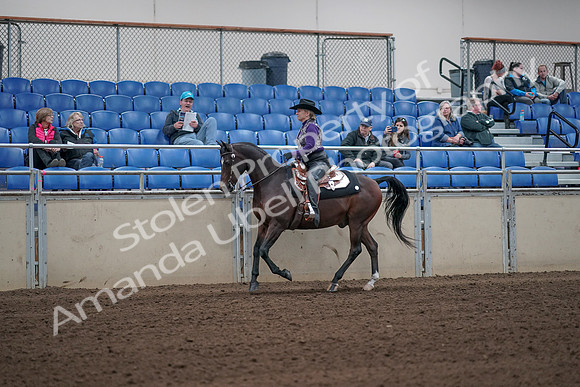 2019 Morgan Horse Show - Aug 31, 2019 - 10624