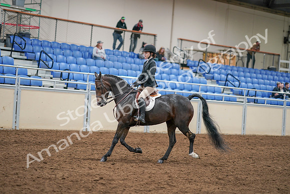 2020 - AB Morgan Horse - Sat, Sept 05 - 14278