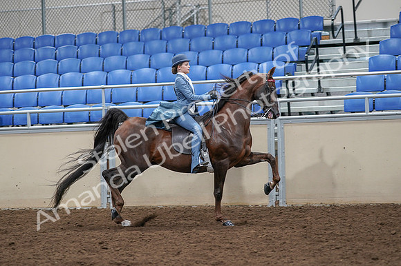 2020 - AB Morgan Horse - Fri, Sept 04 - 05198