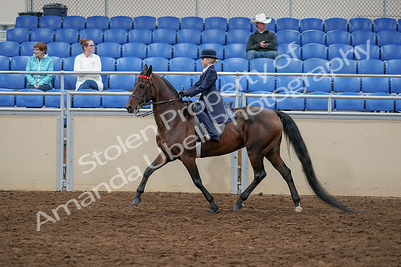 2020 - AB Morgan Horse - Sun, Sept 06 - 07704