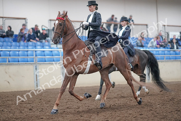 2019 Morgan Horse Show - Aug 31, 2019 - 20527
