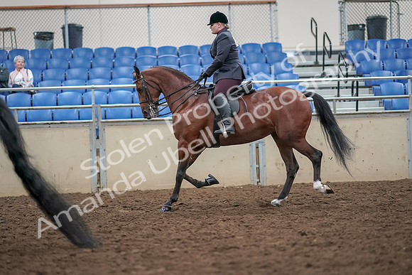 2019 Morgan Horse Show - Aug 30, 2019 - 20092