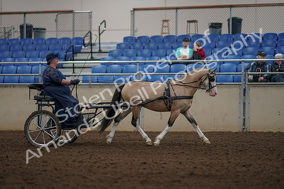 2019 Morgan Horse Show - Aug 31, 2019 - 04440