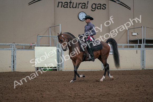 2019 Morgan Horse Show - Aug 31, 2019 - 06265