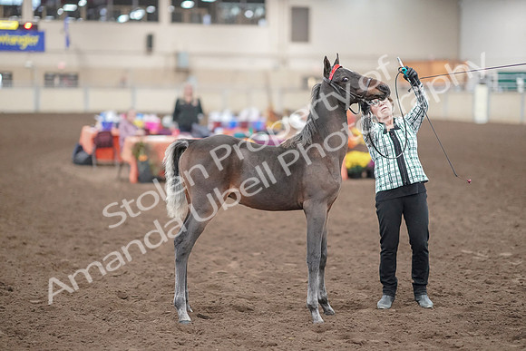 2019 Morgan Horse Show - Aug 31, 2019 - 00077