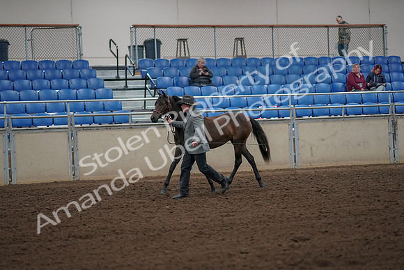 2019 Morgan Horse Show - Aug 30, 2019 - 25692