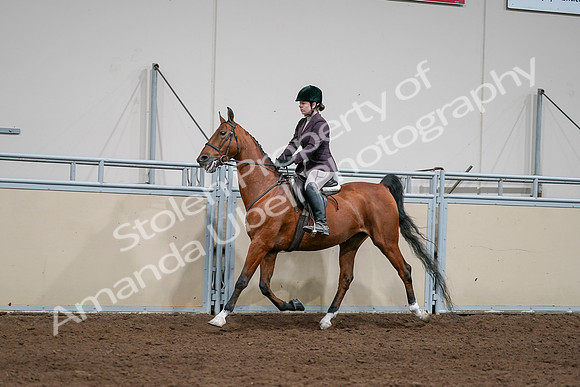 2020 - AB Morgan Horse - Sat, Sept 05 - 03050