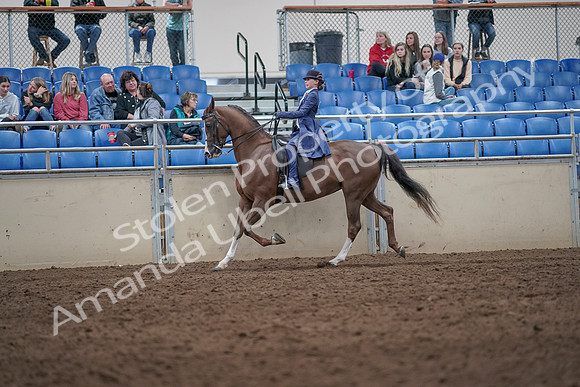 2019 Morgan Horse Show - Aug 31, 2019 - 20569