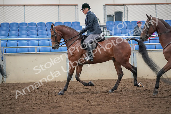 2019 Morgan Horse Show - Aug 30, 2019 - 20113