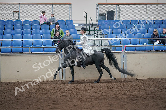 2019 Morgan Horse Show - Aug 31, 2019 - 09506