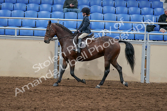 2020 - AB Morgan Horse - Sun, Sept 06 - 07722