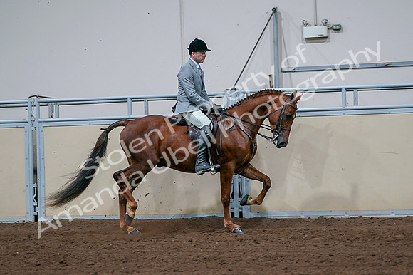 2020 - AB Morgan Horse - Fri, Sept 04 - 01792