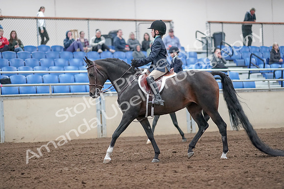 2019 Morgan Horse Show - Aug 31, 2019 - 19394