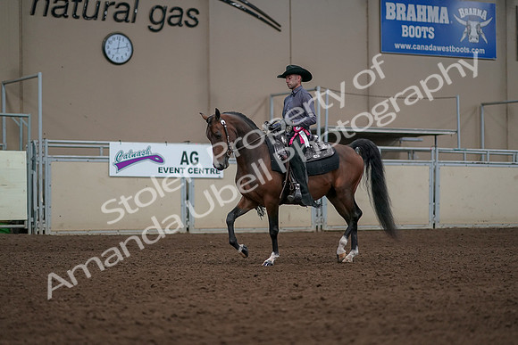 2019 Morgan Horse Show - Aug 31, 2019 - 06257