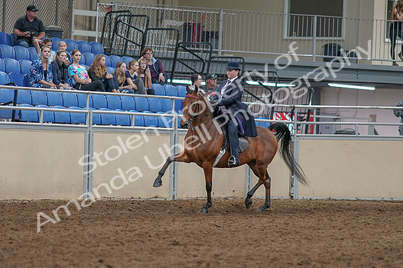 2020 - AB Morgan Horse - Fri, Sept 04 - 11455