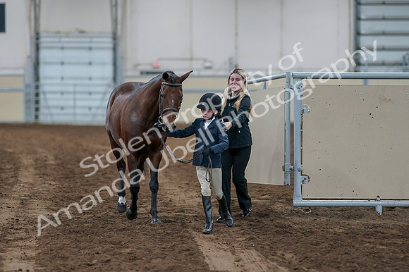 2020 - AB Morgan Horse - Fri, Sept 04 - 00990