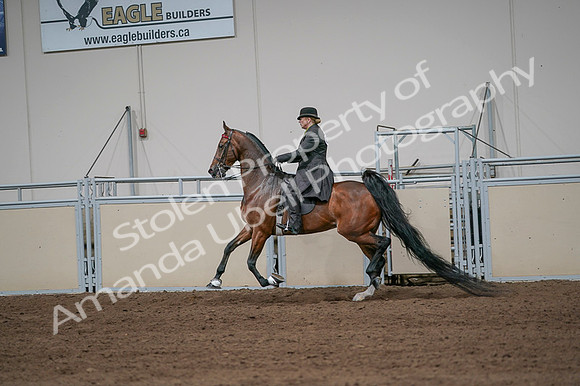 2020 - AB Morgan Horse - Fri, Sept 04 - 09675