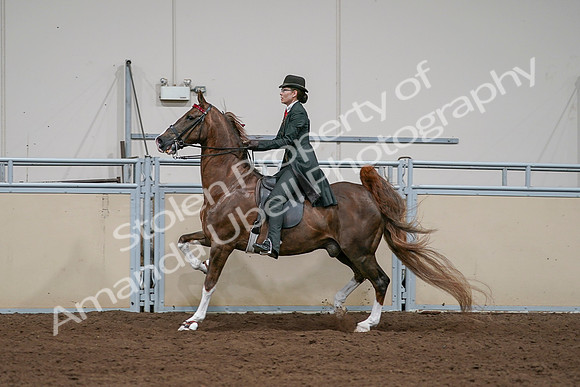 2020 - AB Morgan Horse - Sat, Sept 05 - 13060