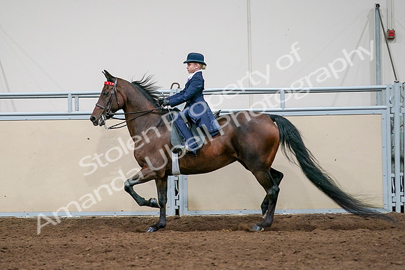 2020 - AB Morgan Horse - Sat, Sept 05 - 04940