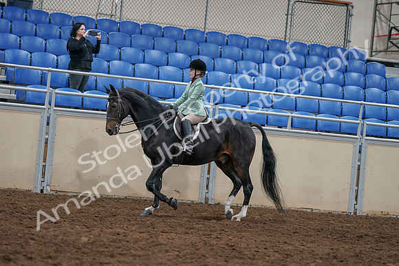 2020 - AB Morgan Horse - Sun, Sept 06 - 07801