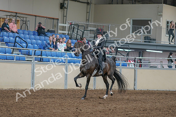 2020 - AB Morgan Horse - Fri, Sept 04 - 11328