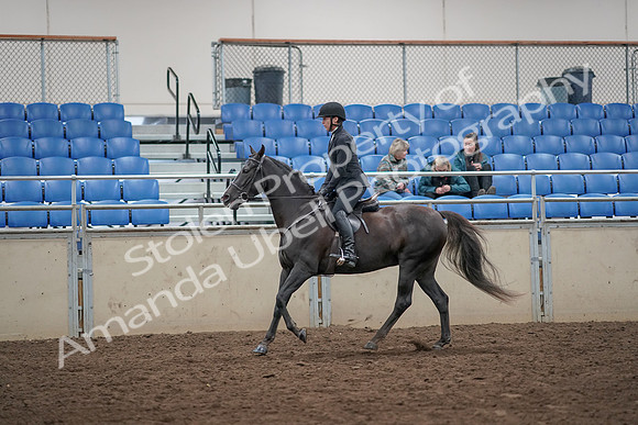 2019 Morgan Horse Show - Aug 31, 2019 - 07366