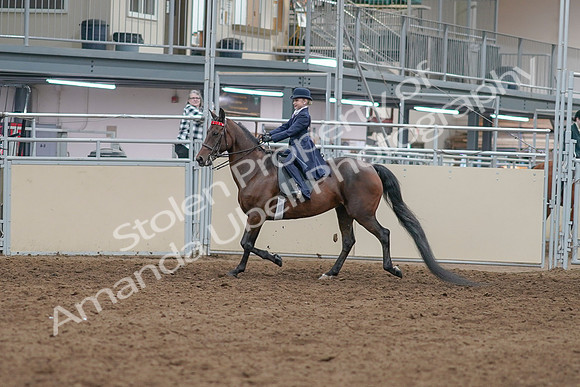2020 - AB Morgan Horse - Sat, Sept 05 - 04742