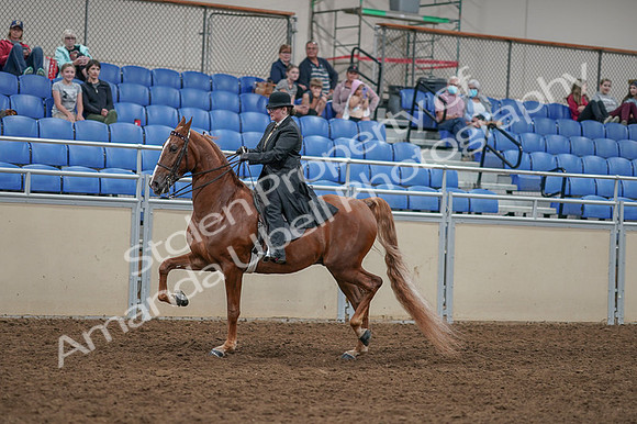 2020 - AB Morgan Horse - Fri, Sept 04 - 11256