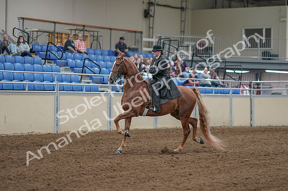 2020 - AB Morgan Horse - Fri, Sept 04 - 11237