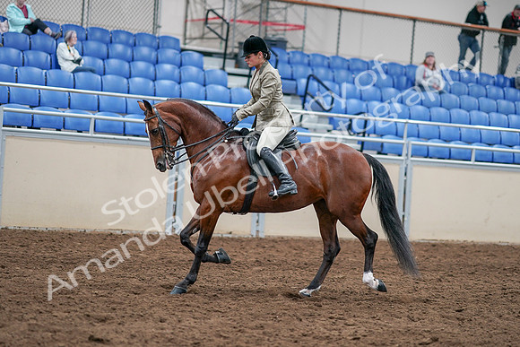2020 - AB Morgan Horse - Sat, Sept 05 - 14371