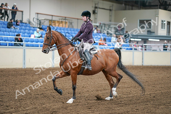2020 - AB Morgan Horse - Fri, Sept 04 - 02222