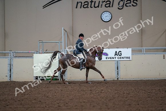 2019 Morgan Horse Show - Aug 30, 2019 - 17594