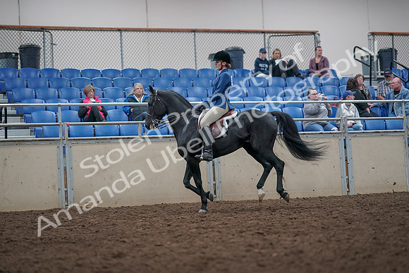 2019 Morgan Horse Show - Aug 31, 2019 - 16690