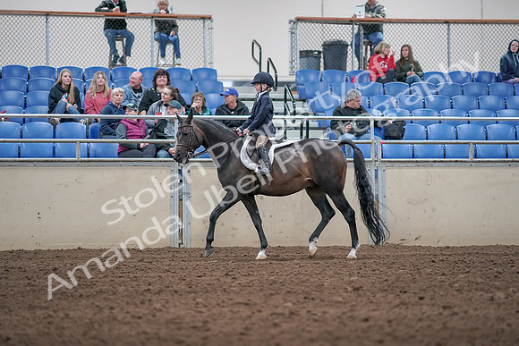 2019 Morgan Horse Show - Aug 31, 2019 - 19511